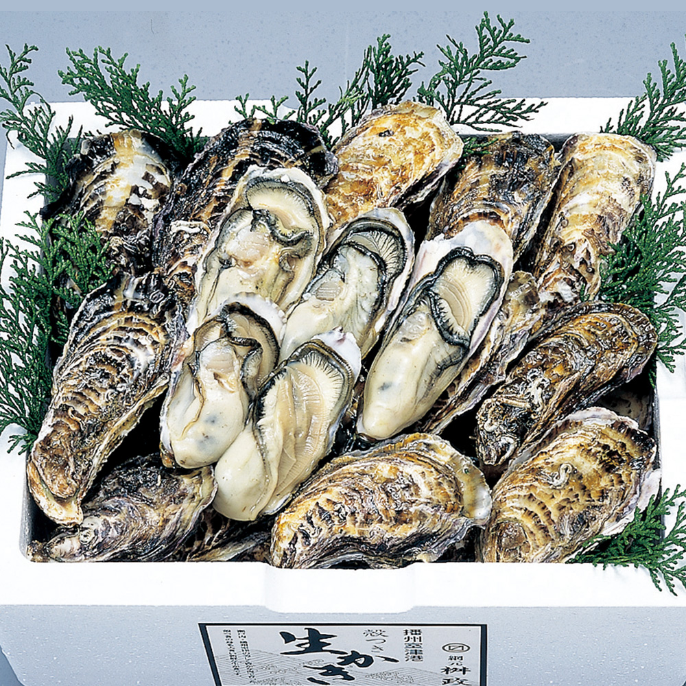 播州室津産生牡蠣詰め合わせ(殻剥き用ナイフ、軍手付き)